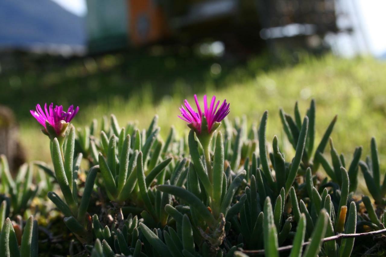Agriturismo Badalone 도마소 외부 사진